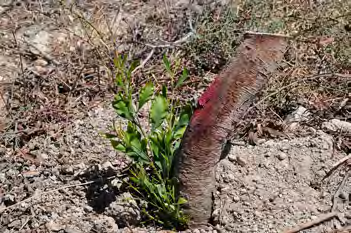 Dodonaea viscosa) με αποτελεσματικές μεθόδους και με τρόπο φιλικό στο περιβάλλον.