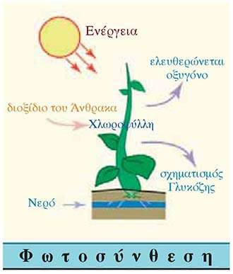 Φωτοσύνθεση είναι η διαδικασία κατά την οποία τα πράσινα φυτά και