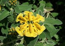 Phlomis fruticosa, Ασφάκα Εικόνα 3: Phlomis fruticosa-ασφάκα (πηγή:www.plantes-shopping.fr) Εικόνα 4: Άνθος Phlomis fruticosa- Ασφάκα (πηγή:en.wikipedia.org) Είναι είδος της Αν.