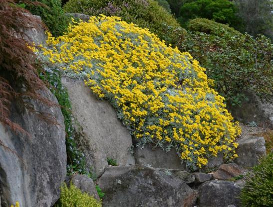 3. Helichrysum argyrophyllum - Ελίχρυσο το αργυρόφυλλο Εικόνα 21: Helichrysum argyrophyllum- Ελίχρυσο το αργυρόφυλλο (πηγή:www.odt.co.