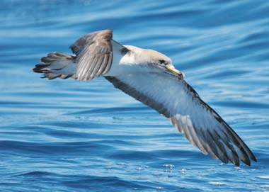 ποσειδώνια). Στις ίδιες νησίδες βρίσκουν καταφύγιο πολλά είδη πουλιών ιδιαίτερα κατά την μεταναστευτική περίοδο και στο θαλάσσιο χώρο εμφανίζεται συχνά η Μεσογειακή Φώκια (Monachus monachus).