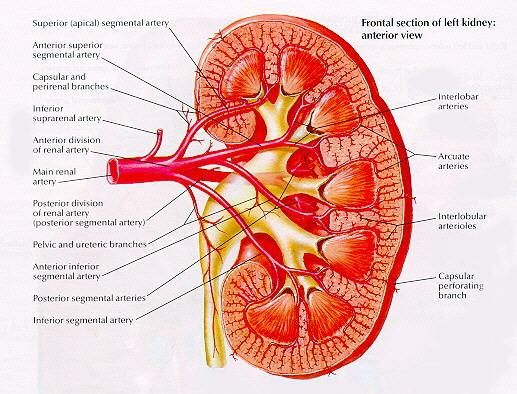 ανατομία Nephron sparing embolization Πρόσθιο & οπίσθιο κλάδο 3 τμηματικοί (άνω/μέσος/κάτω) Μεσολόβιες