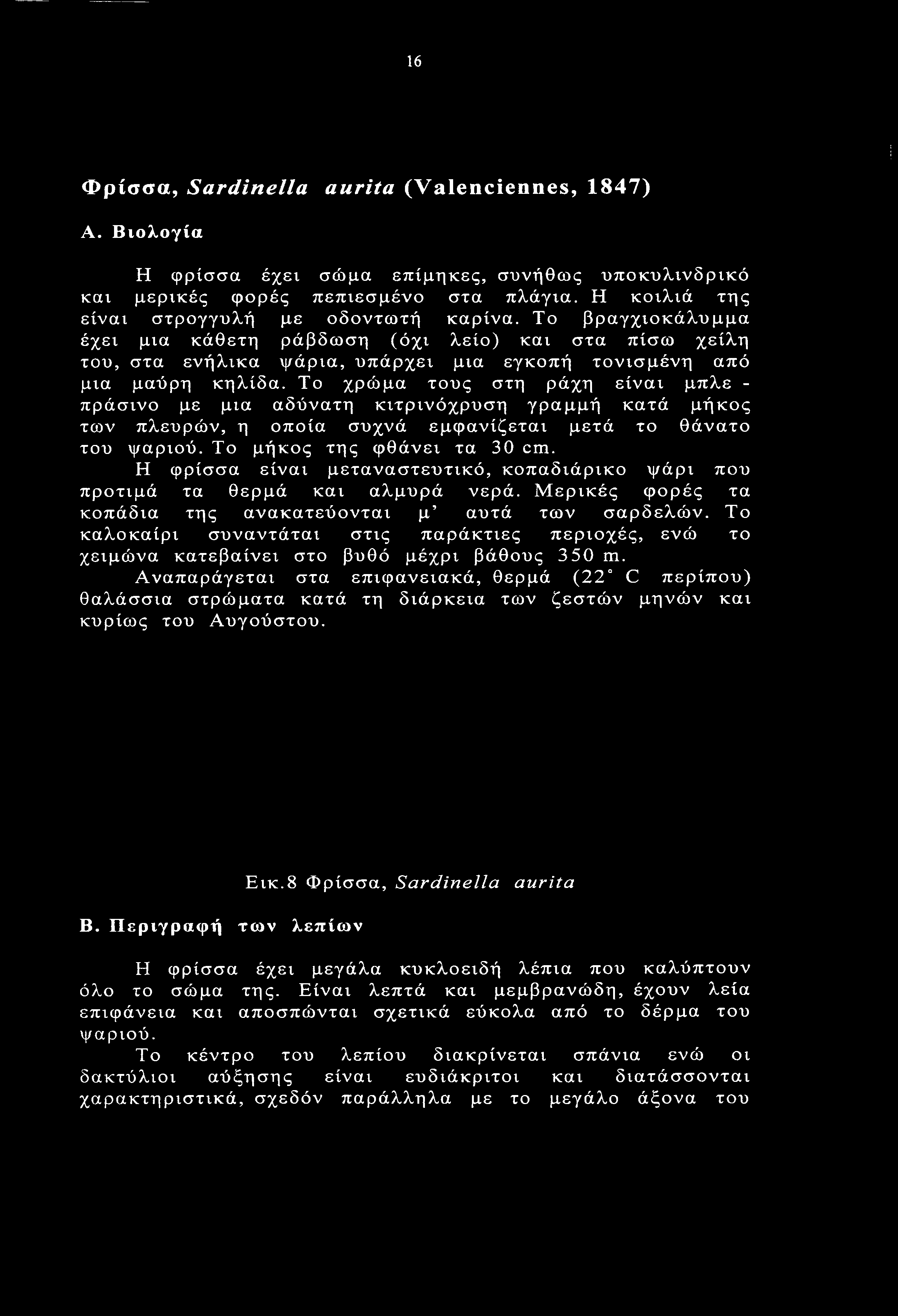 Το χρώμα τους στη ράχη είναι μπλε - πράσινο με μια αδύνατη κιτρινόχρυση γραμμή κατά μήκος των πλευρών, η οποία συχνά εμφανίζεται μετά το θάνατο του ψαριού. Το μήκος της φθάνει τα 30 cm.