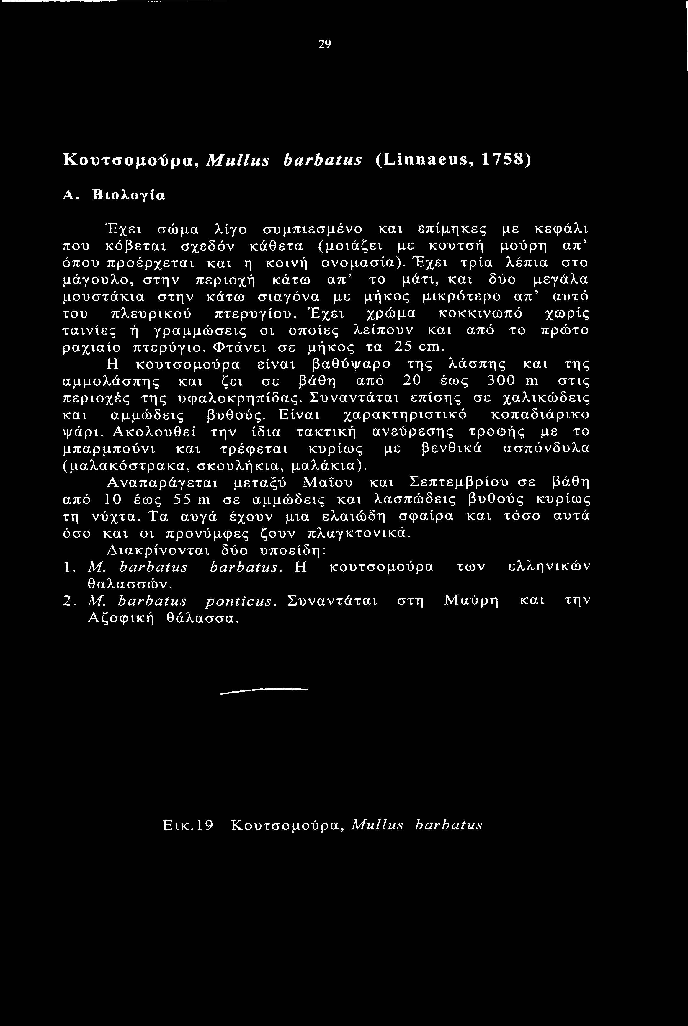 Έχει τρία λέπια στο μάγουλο, στην περιοχή κάτω απ το μάτι, και δύο μεγάλα μουστάκια στην κάτω σιαγόνα με μήκος μικρότερο απ αυτό του πλευρικού πτερυγίου.