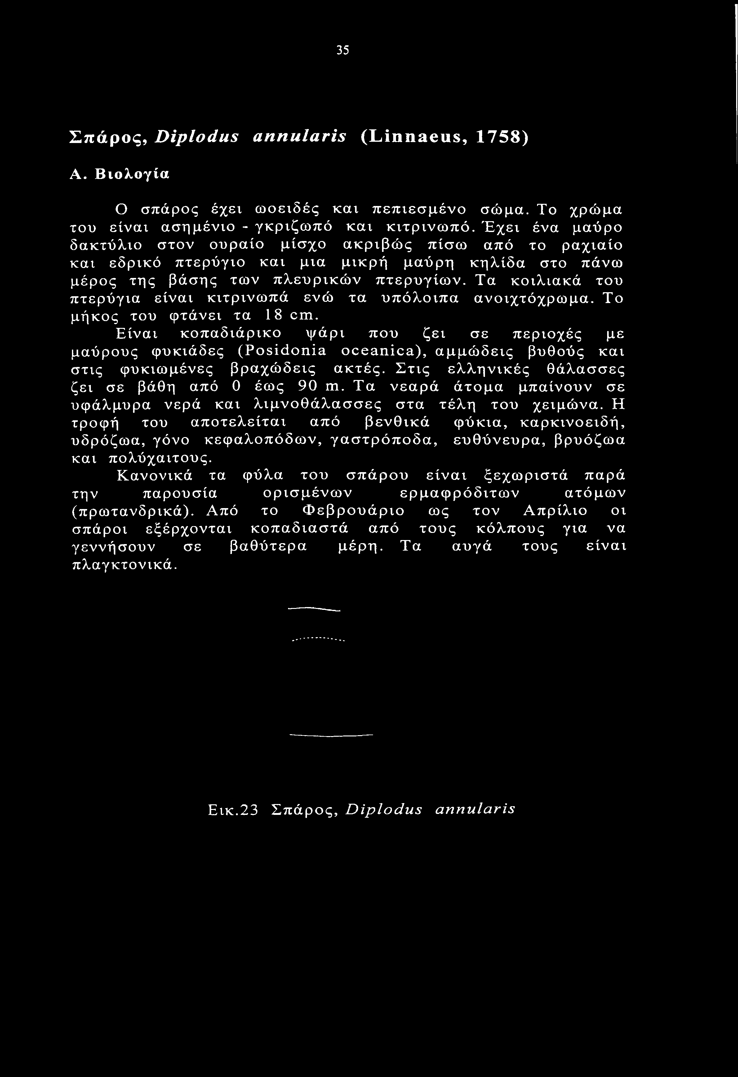 Τα κοιλιακά του πτερύγια είναι κιτρινωπά ενώ τα υπόλοιπα ανοιχτόχρωμα. Το μήκος του φτάνει τα 18 cm.