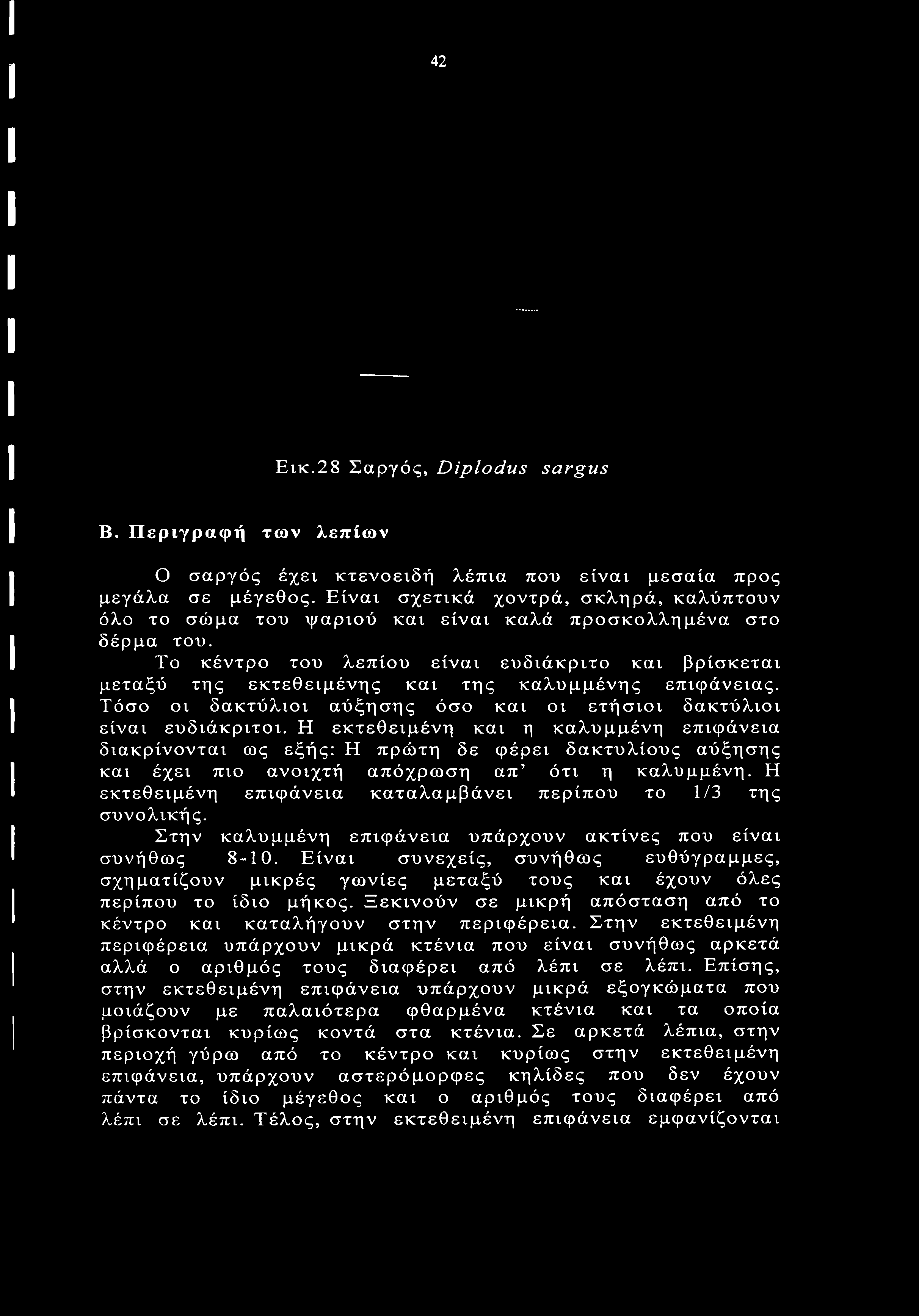 Το κέντρο του λεπίου είναι ευδιάκριτο και βρίσκεται μεταξύ της εκτεθειμένης και της καλυμμένης επιφάνειας. Τόσο οι δακτύλιοι αύξησης όσο και οι ετήσιοι δακτύλιοι είναι ευδιάκριτοι.