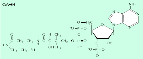 Pantotenska kiselina ulazi u sastav koenzima A (oa): oa-s Pantotenska kiselina β-merkaptoetilamin,5 -ADP Sinteza kiselina, holesterola, steroida, hemoglobina, acetilacija holina, aktivacija i