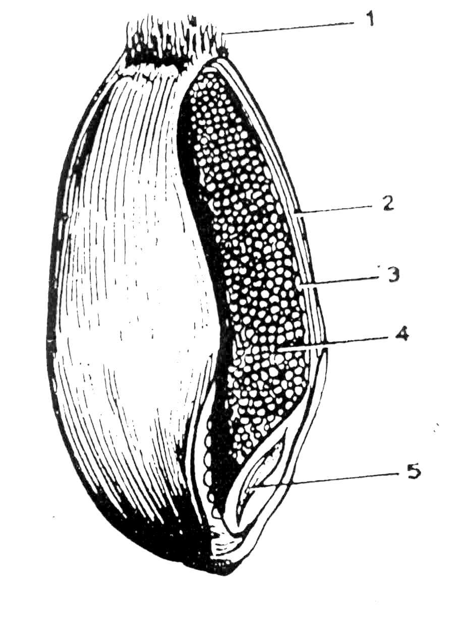 Presek zrna pšenice: 1. brada 2. ljuska čini 16-20 % mase zrna, šestoslojna 3. aleuronski sloj 4. endosperm čini 81-83 % mase zrna 5. klica + skutulum čine 2.5-3.
