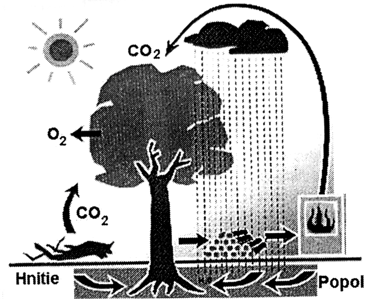 5.1. Chemické zloženie biomasy Hoci chemické zloženie biomasy sa medzi jednotlivými rastlinnými druhmi líši, v priemere rastliny obsahujú asi 25 % lignínu a 75 % uh ovodíkov alebo cukrov.