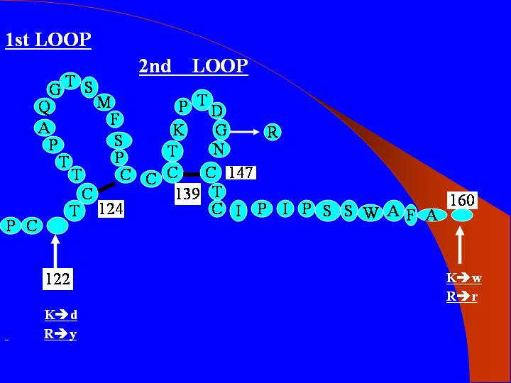 Fig.6: HBV a determinant of HBsAg 1.3.