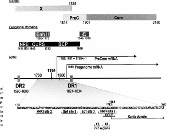 Fig.7&9: The Core Promoter, Precore and Core Regions of the HBV Genome and their Functional Domains HBeAg may also have an immunomodulatory function during infection in adult life.