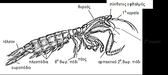 Σχ. 8. 36 Στοματόποδο Squilla 3.4.2 Τάξη Ευφαυσεώδη (Σχ. 8.37) Κεφαλοθώρακας συντηγμένος με όλα τα θωρακικά μεταμερή που όμως δεν περικλείει τα βράγχια. Δεν υπάρχουν γναθοπόδια.