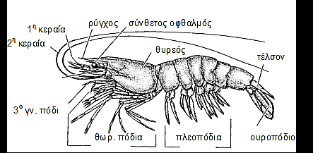 Σχ. 8. 40 Κολυμβιτικό Δεκάποδο Penaeus 3.4.4 Τάξη Μυσιδώδη (Σχ. 8.41) 1 ες κεραίες και θωρακικά εξαρτήματα δίκλαδα. Θυρεός μικρός, που καλύπτει το πολύ τα τέσσερα πρώτα θωρακικά μεταμερή.