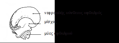 την ωθούν προς τα πίσω.