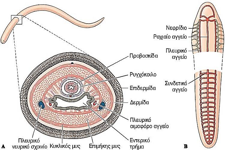 Φύλο Νημερτίνοι 6/6 16 17 Φυλογενετικές αναλύσεις (μέσω ανάλυσης της αλληλουχίας του 18s rrna τοποθετούν τους Νημερτίνους στα Πρωτοστόμια-Κοιλωματικά φύλα.