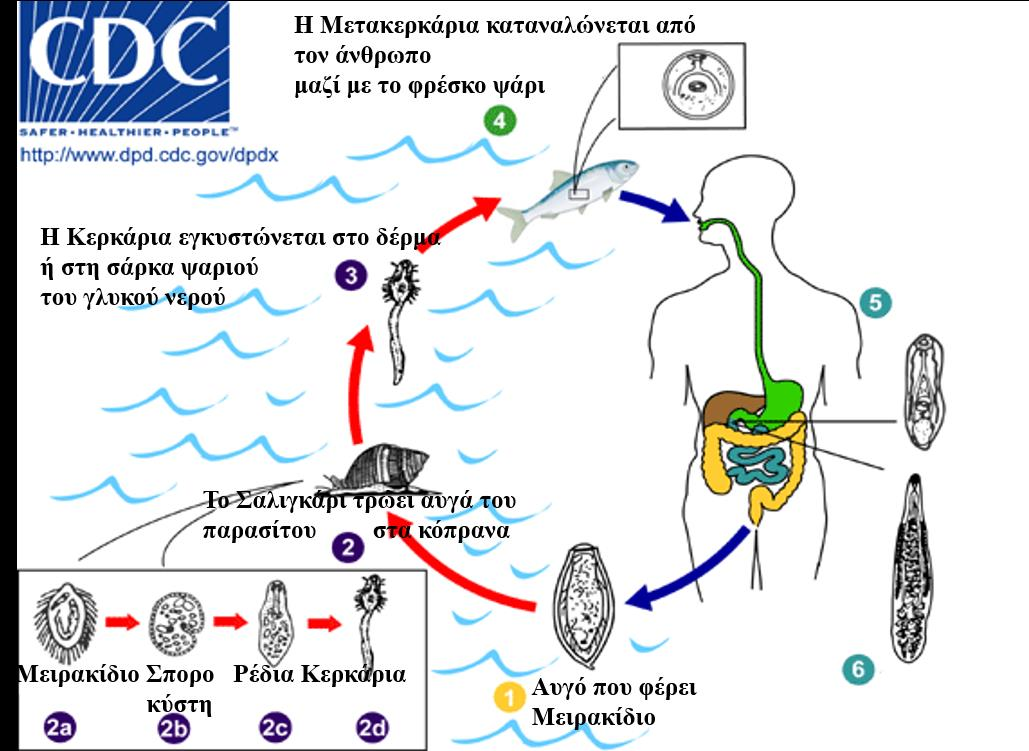 Ασθένεια Clonorchiasis (Τρηματώδης του Ήπατος) 2/2