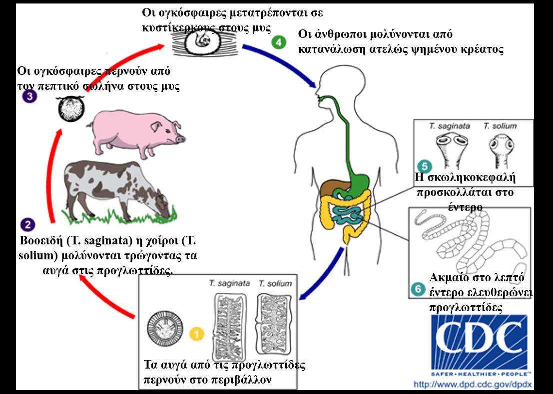 Ασθένεια Ταινίαση 2/2 Ενότητα 11.