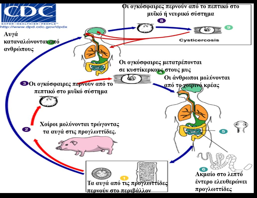 Ασθένεια Cysticercosis 2/2 41 Ενότητα 11.