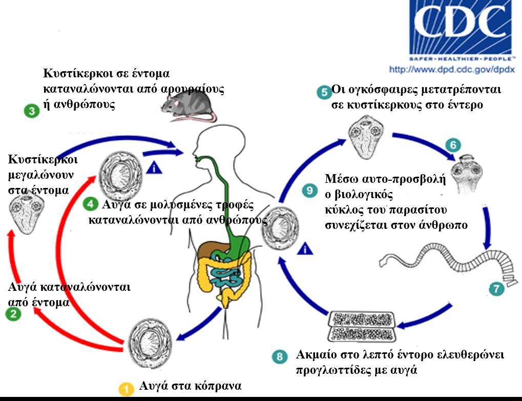 Ασθένεια Hymenolepiasis 2/2 42 Ενότητα 11.