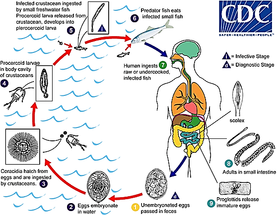 Ασθένεια Diphyllobothriasis 2/2 Ενότητα 11.