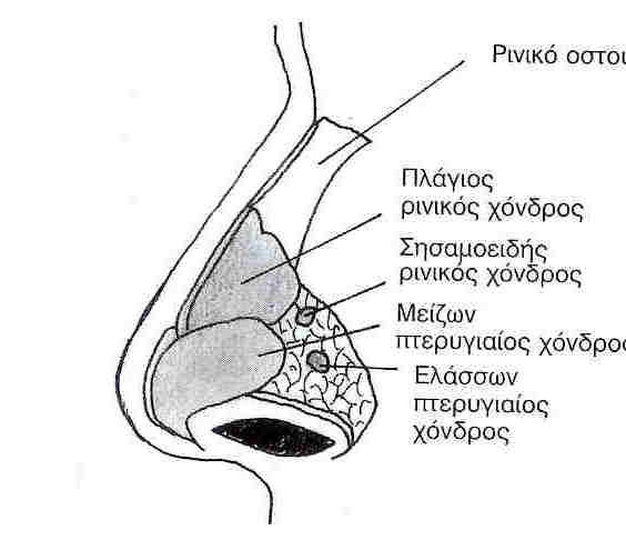 9 1. ΑΝΑΤΟΜΙΑ ΚΑΙ ΙΣΤΟΛΟΓΙΑ ΤΗΣ ΜΥΤΗΣ 1.