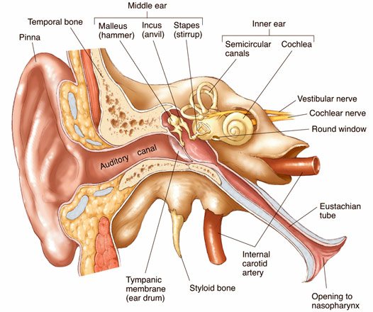 Εικόνα 1.1: Ανατομία του ανθρώπινου αυτιού ή περιφερειακού ακουστικού συστήματος.