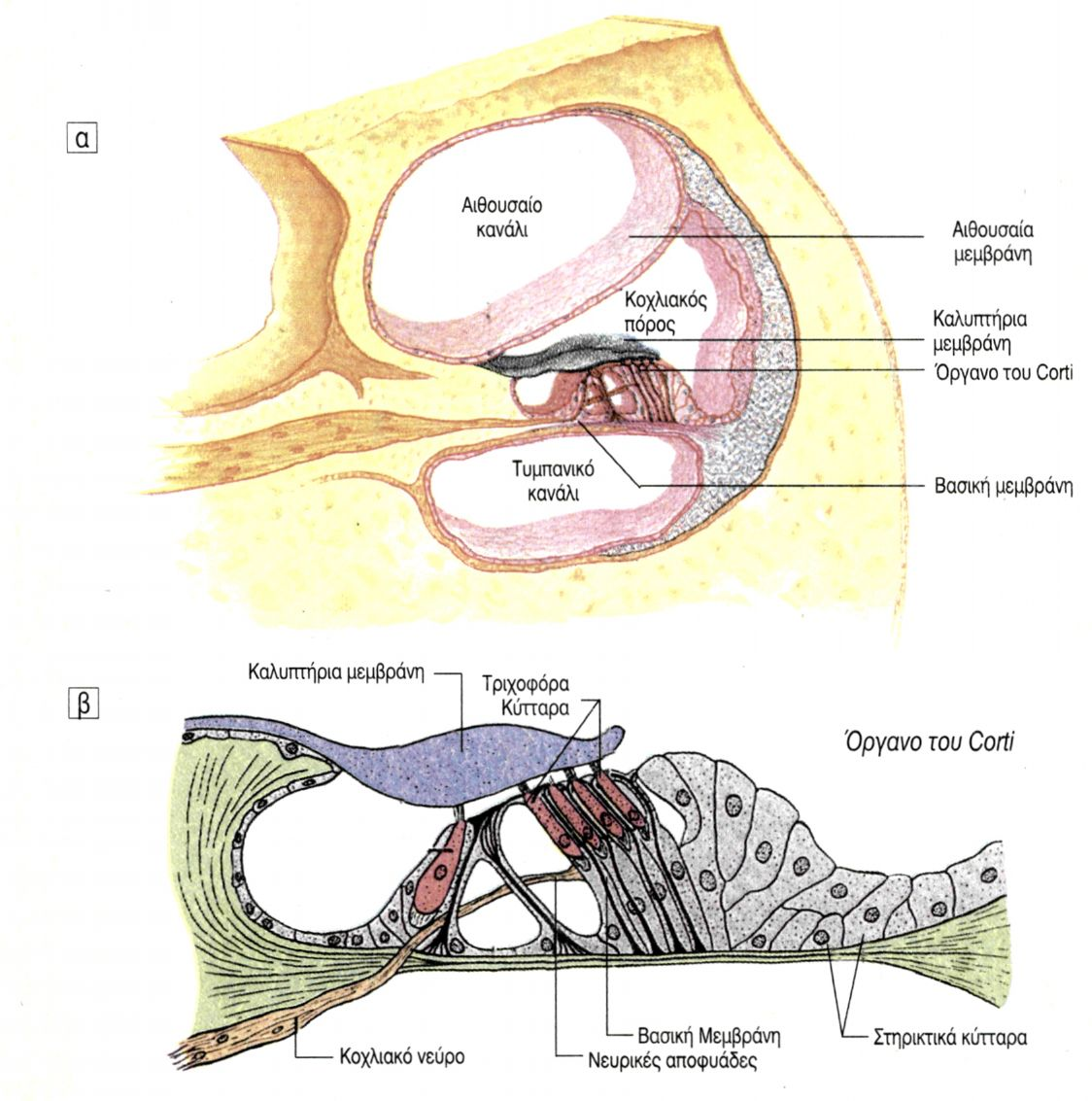 Η σήραγγα του Corti, απομονωμένη από την ενδόλυμφο, περιέχει το κορτίλυμφο υγρό (cortilymph liquid). Τα τριχοφόρα κύτταρα αποτελούν τα αισθητήρια κύτταρα της ακοής.