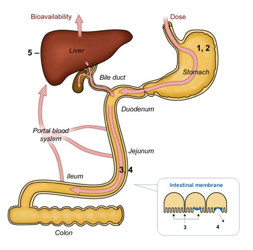 Απορρόφηση φαρµάκων από το έντερο (Βιοδιαθεσιµότητα από το στόµα) 1,2: Σταθερότητα +