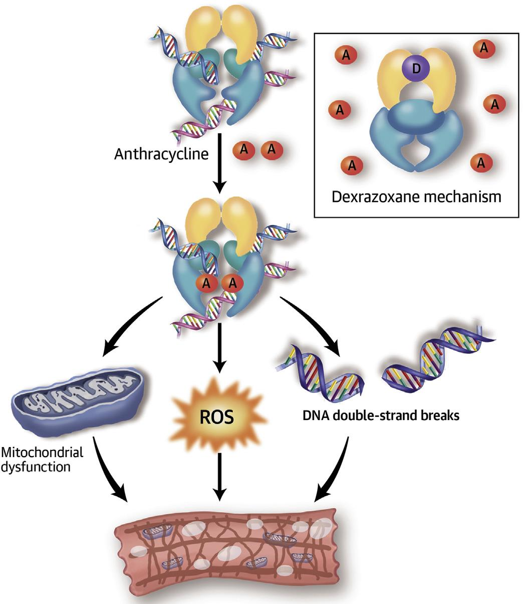 Anthracyclines induce cardiomyocyte apoptosis/necrosis through inhibition of topoisomerase-2β Vejpongsa & Yeh, J Am Coll Cardiol 2014 Zhang et al, Nat Med 2012 Top2β roles: protects
