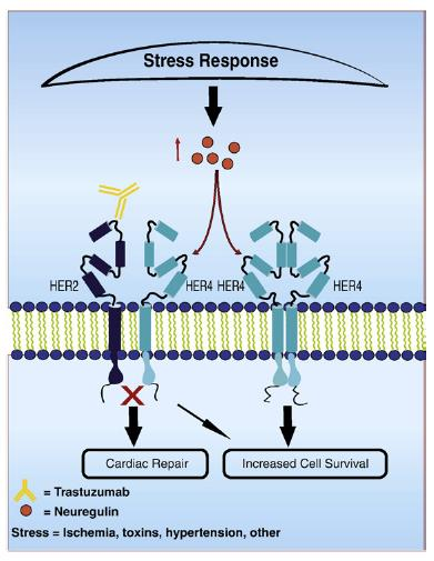 Trastuzumab-related cardiotoxicity: