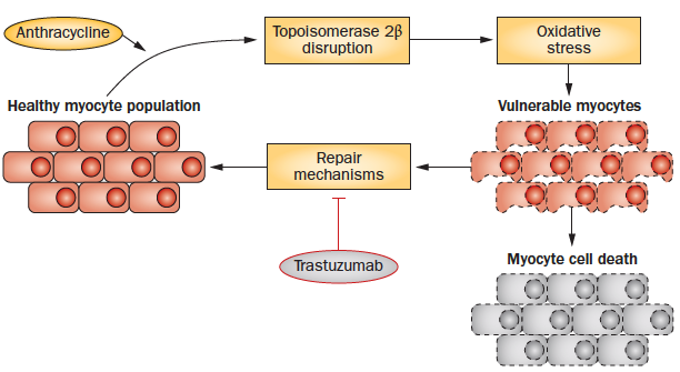 Anthracycline-trastuzumab