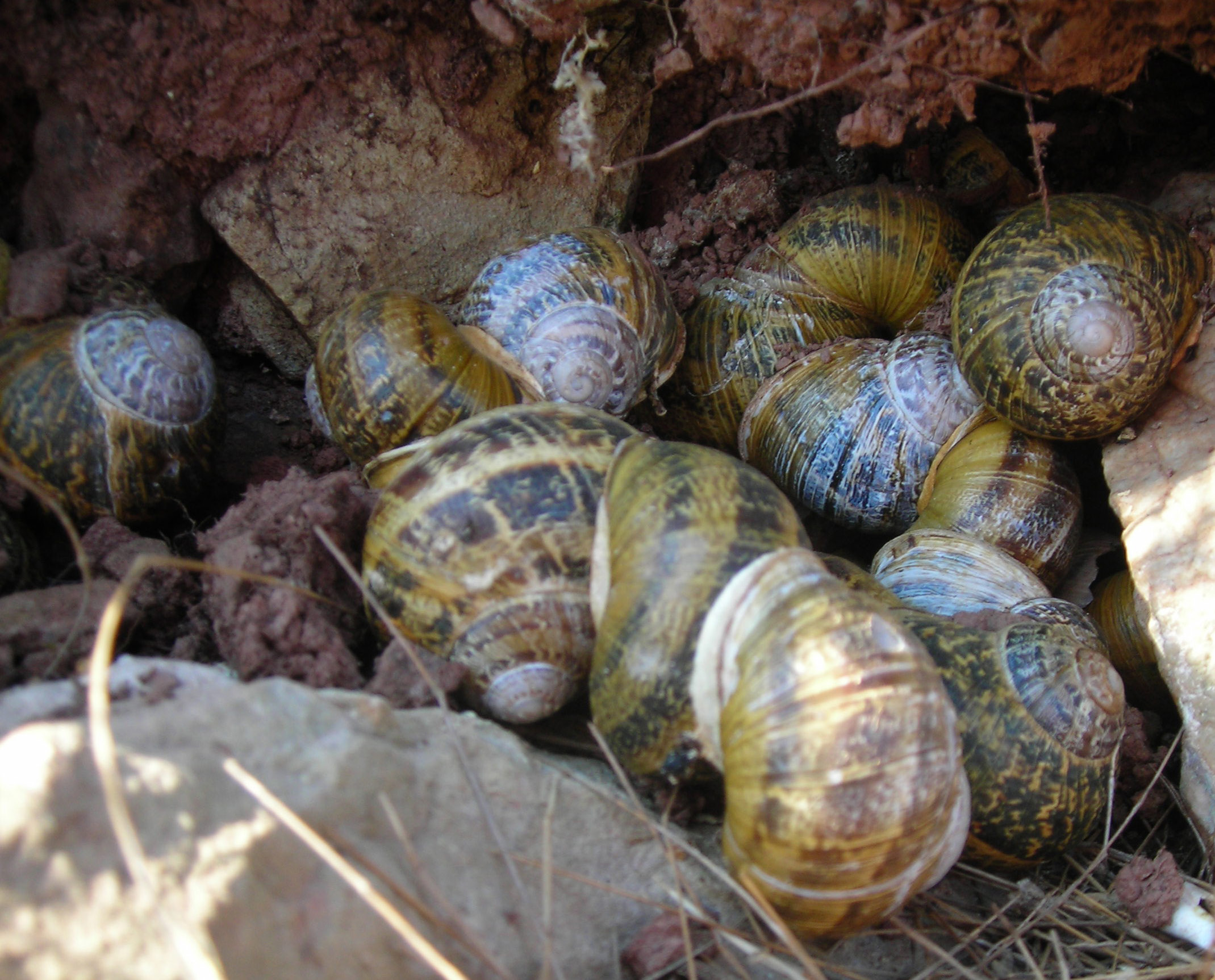 Εικόνα 6.4 Ενήλικα σαλιγκάρια του είδους Cornu aspersum προσκολλημένα σε πέτρες κατά τη θερινή νάρκη.