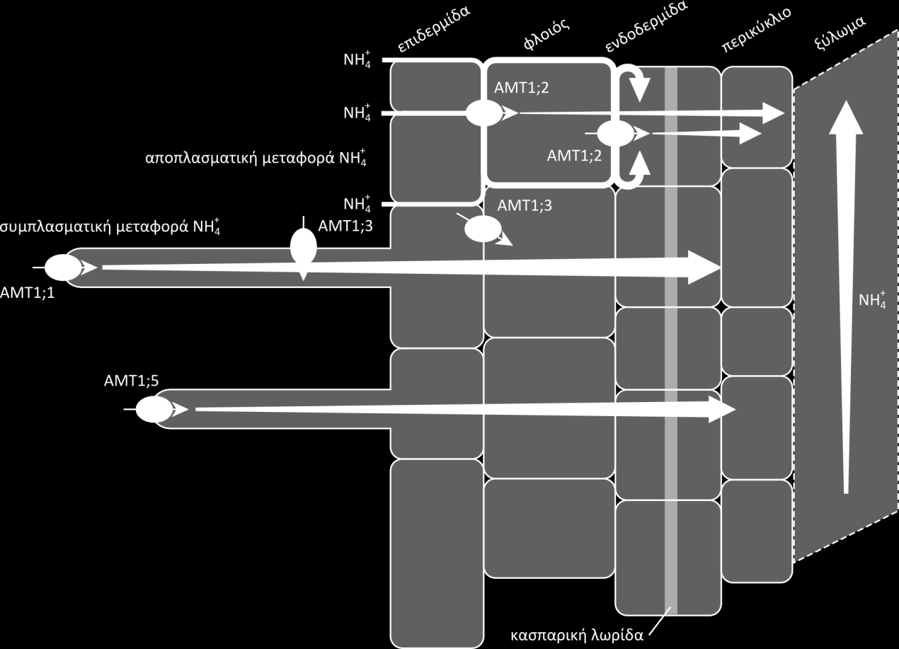 Arabidopsis thaliana (Hawkesford et al., 2012).