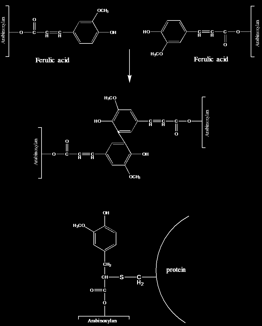 αντιδραστηρίων και με τη συμμετοχή και του φερουλικού οξέος οι υδατοδιαλυτές πεντοζάνες σχηματίζουν πηκτές (Σχήμα 7). Σχήμα 7.