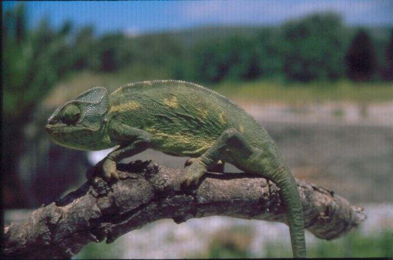 SAURIA Chamaeleonidae ΦΩΤΟ.