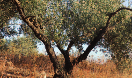 Ιδιαίτερα αποτελεσματική για το συγκεκριμένο θέμα είναι η εκπαίδευση στο χωράφι.