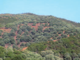 06 Το αγροτικό τοπίο στο δήμο Πλατανιά γενικότερα, είναι ιδιαίτερης αισθητικής αξίας εξαιτίας των παλιότερων ή πιο νέων