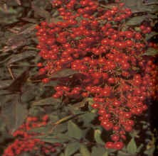 Berberidaceae Θάμνος αειθαλής. Καλλιεργείται για το πορφυρό φθινοπωρινό της φύλλωμα και τους κόκκινους καρπούς της, που διατηρούνται όλο το χειμώνα. Άνθη λευκά.