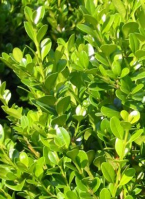 Λατινική ονομασία : Buxus sempervirens faulkner Buxaceae Ανθεκτικός σφαιρικός θάμνος, αρκετά αργής ανάπτυξης. Κατάλληλο για όλα τα εδάφη εκτός των πολύ υγρών.