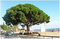 Μέγιστο ύψος 20-30μ / μέγιστη διάμετρος 10-15μ Κοινή ονομασία : Κουκουναριά, Πεύκη η πίτυς Λατινική ονομασία : Pinus pinea Pinaceae Η
