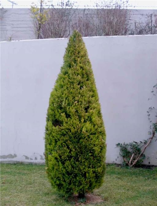 : Gold Crest Λεμονοκυπάρισσο Λατινική ονομασία : Cupressus macrocarpa gold