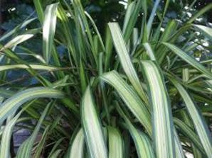 Xanthorhoeaceae Έχει αειθαλές, όρθιο, λογχοειδές διακοσμητικό πράσινο φύλλωμα. Έχει μεγάλη ανθοφορία με κόκκινα ή κίτρινα άνθη κατά μήκος των στελεχών του.