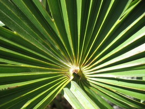 Arecaceae Θεωρείται το πιο ανθεκτικό φοινικοειδές, γιατί ζει και σε βόρεια κλίματα.