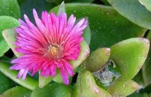 Ευδοκιμούν σε μέσης σύστασης στραγγερά εδάφη και προσήλιες θέσεις. Περίοδος Άνθησης Μάιος έως Σεπτέμβριος Μέγιστο ύψος 0,2-0,3μ Κοινή ονομασία : Μπούζι Λατινική ονομασία: Mesembryanthemum sp.