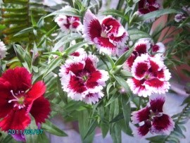 Γαρύφαλ λο των ποιητών Dianthus barbatus Λευκό, ρόδινο, κόκκινο, πορφυρό από Οκτ