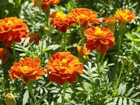 Κατηφές ή Ταγέτης Tagetes erecta Asterace ae Σάλβια ή Φωτιά Salvia splenden s Λευκό, ρόδινο, κόκκινο, πορφυρό, μωβ, κίτρινο, πορτοκαλί Απρ - Μάι Ιούν - Νοέ 15 30 30 60 60 90 2η 3 η 10 15 25