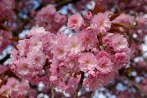 Περίοδος Άνθησης Μάρτιος Μέγιστο ύψος 8-10μ / Μέγιστη διάμετρος κόμης 5-6μ Κοινή ονομασία : Προύνος Κανζαν ή Ανθοκερασιά Λατινική ονομασία: Prunus serrulata