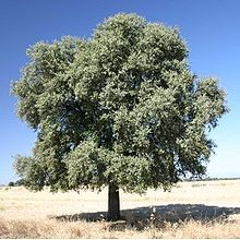 Μέγιστο ύψος 8-10μ / Μέγιστη διάμετρος κόμης 5μ ΑΕΙΘΑΛΗ ΔΕΝΔΡΑ Κοινή ονομασία : Αριά Λατινική ονομασία : Quercus ilex Fagaceae Αειθαλές