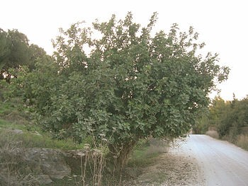 Κοινή ονομασία : Χαρουπιά, Ξυλοκερατιά Λατινική ονομασία : Ceratonia siliqua Fabaceae Δένδρο αειθαλές με γκριζοπράσινα σύνθετα φύλλα.