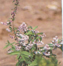 Περίοδος Άνθησης Μάιος έως Ιούνιος Μέγιστο ύψος 3μ / Μέγιστη διάμετρος 2,5μ Κοινή ονομασία : Δεύτσια Λατινική ονομασία: Deutzia scabra Hydrangeaceae